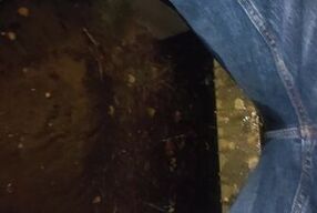 Ginger wets himself on bench