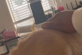 Aggressive Little One