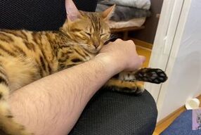 Incredibly beautiful with big tail 