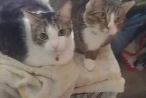 Two Cute Kittens Getting Jealous
